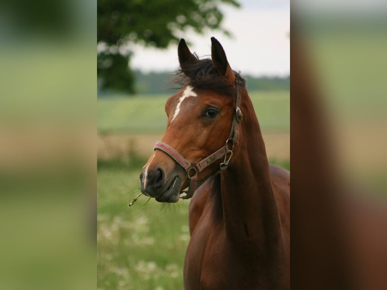 Trakehner Mare 12 years Brown in Crivitz