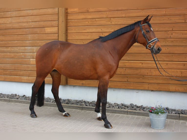 Trakehner Mare 13 years 15,2 hh Brown in Wartenberg
