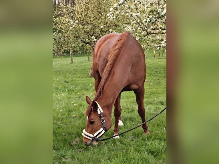Trakehner Mare 13 years 16.1 hh Chestnut-Red in Flensburg