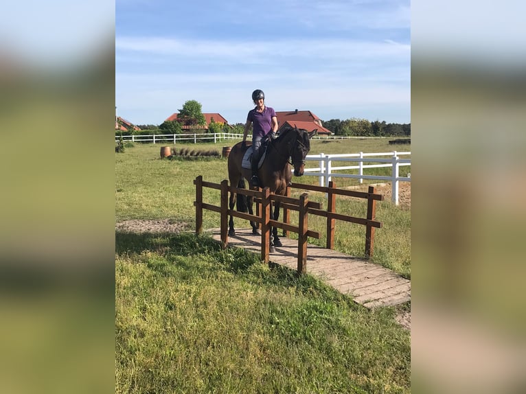 Trakehner Mare 13 years 16.2 hh Bay-Dark in Nienburg (Weser) Holtorf