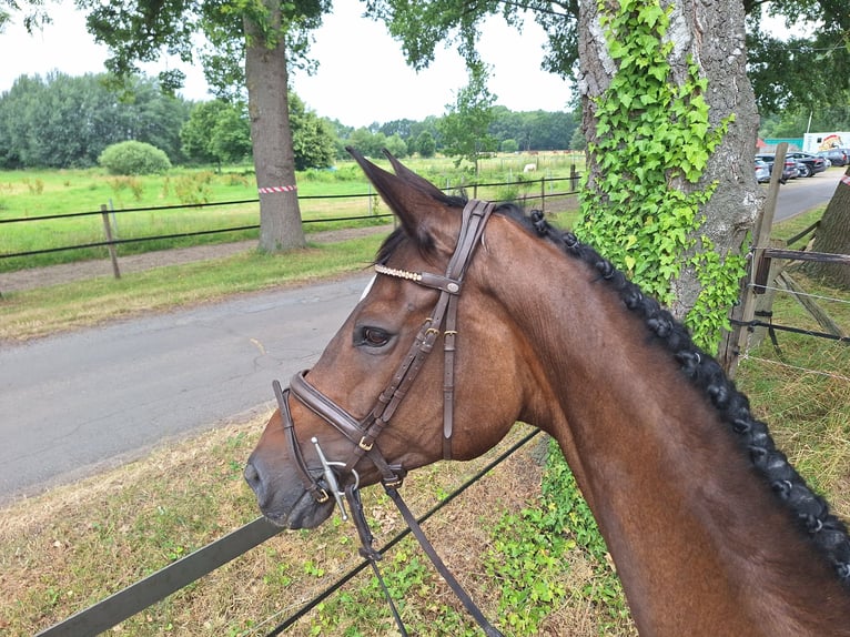 Trakehner Mare 13 years 16.2 hh Bay-Dark in Nienburg (Weser) Holtorf