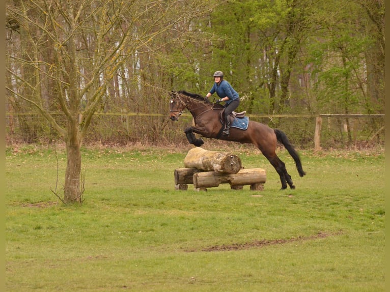 Trakehner Mare 13 years 16.2 hh Bay-Dark in Nienburg (Weser) Holtorf
