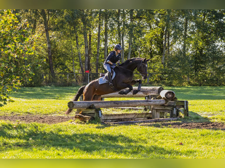 Trakehner Mare 13 years 16.2 hh Bay-Dark in Nienburg (Weser) Holtorf