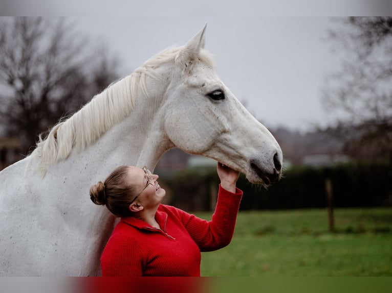 Trakehner Mare 13 years 16 hh Grey in Osterholz-Scharmbeck