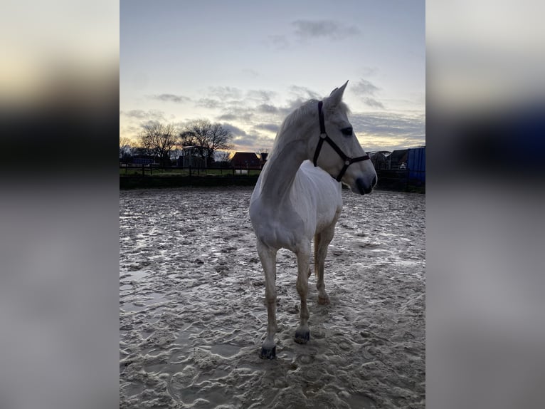 Trakehner Mare 13 years 16 hh Grey in Osterholz-Scharmbeck