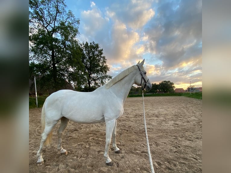 Trakehner Mare 13 years 16 hh Grey in Osterholz-Scharmbeck