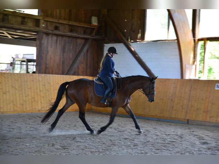 Trakehner Mare 13 years 16,3 hh Brown in Lüneburg
