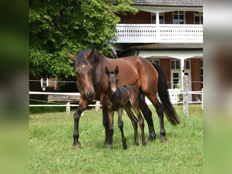 Trakehner Mare 13 years 16,3 hh Brown in Lüneburg