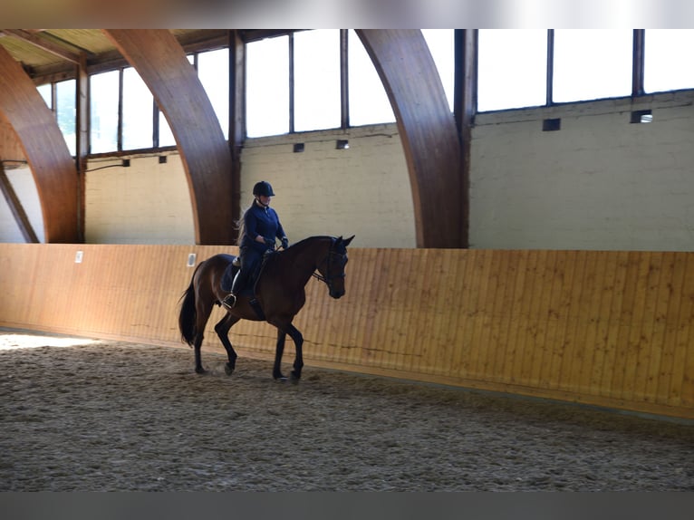 Trakehner Mare 13 years 16,3 hh Brown in Lüneburg