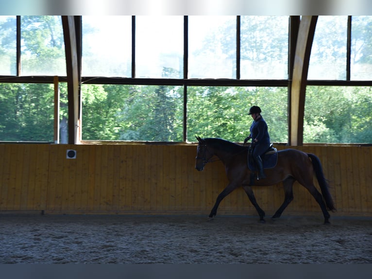 Trakehner Mare 13 years 16,3 hh Brown in Lüneburg