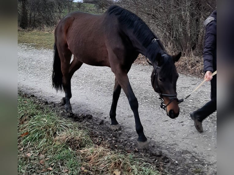 Trakehner Mare 13 years 17 hh Brown in Baar bei Augsburg