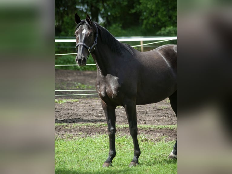 Trakehner Mare 13 years Black in Hasenmoor