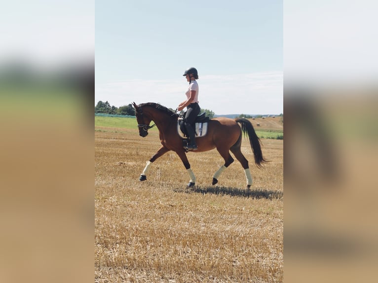 Trakehner Mix Mare 14 years 15,1 hh Brown in Wetzlar