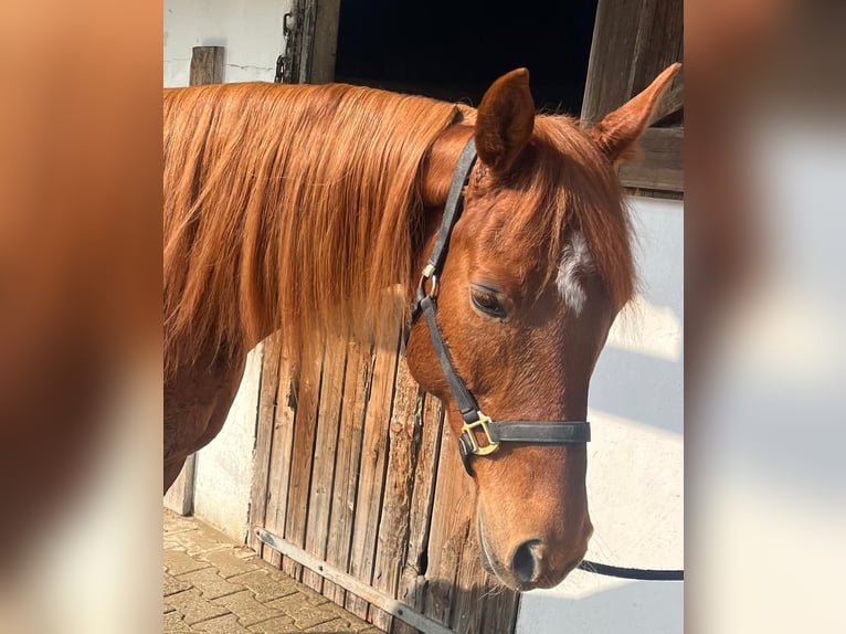 Trakehner Mix Mare 14 years 15.1 hh Chestnut in Wasserburg am Inn
