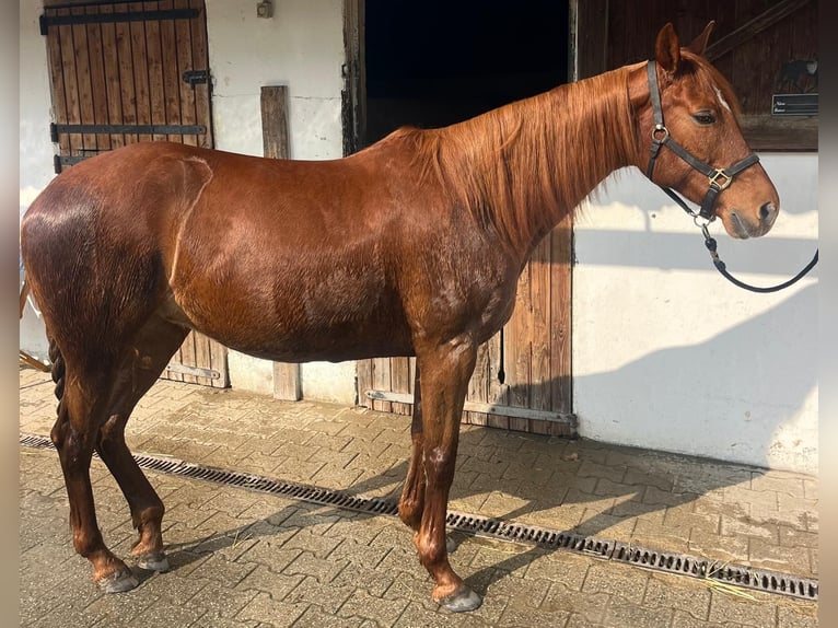 Trakehner Mix Mare 14 years 15.1 hh Chestnut in Wasserburg am Inn
