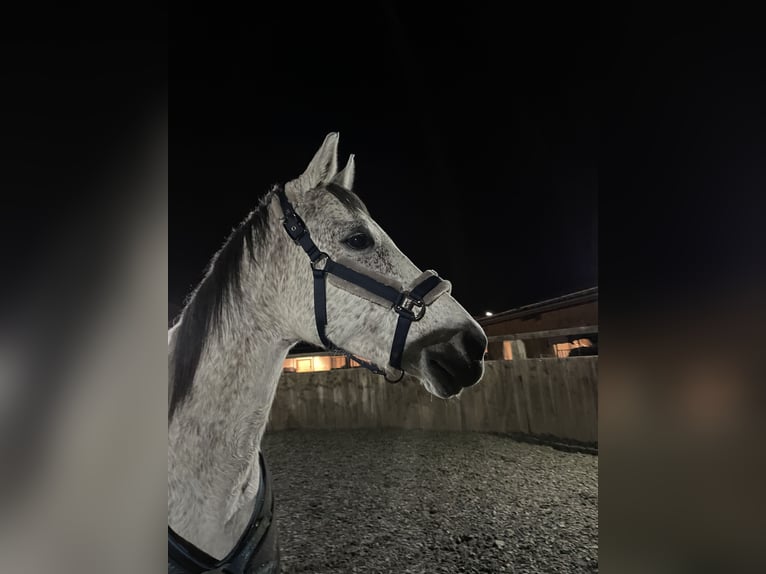 Trakehner Mix Mare 14 years 15,2 hh Gray in Overath