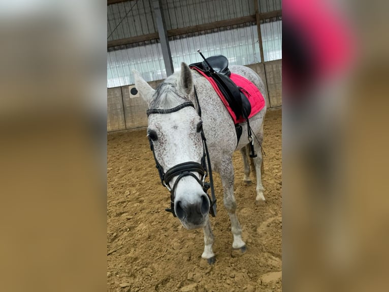 Trakehner Mix Mare 14 years 15,2 hh Gray in Overath