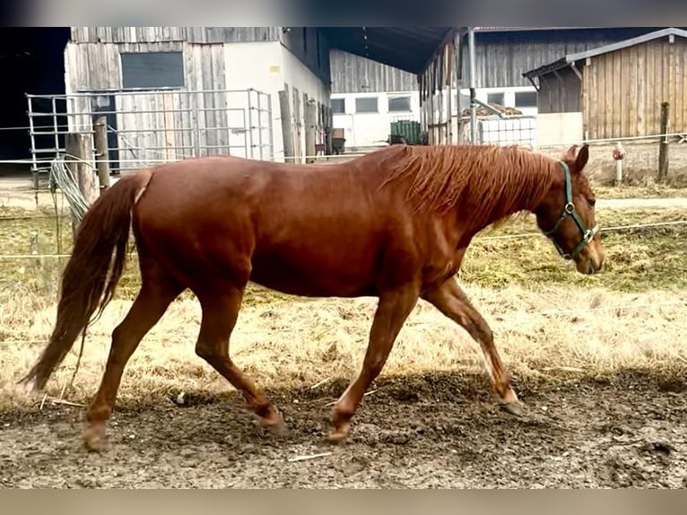 Trakehner Mix Mare 14 years 15,1 hh Chestnut in Wasserburg am Inn