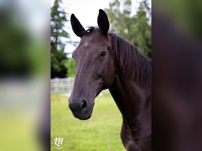 Trakehner Mare 14 years 15,2 hh Black in Essen