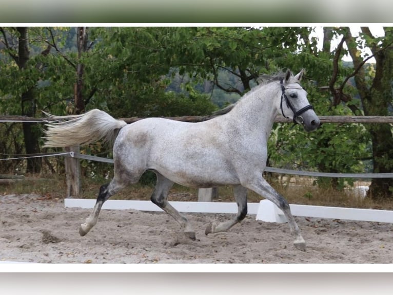 Trakehner Mare 14 years 15,3 hh Gray-Fleabitten in Wildeshausen