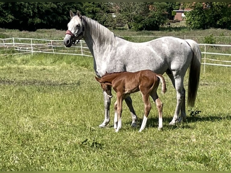Trakehner Mare 14 years 15,3 hh Gray-Fleabitten in Wildeshausen