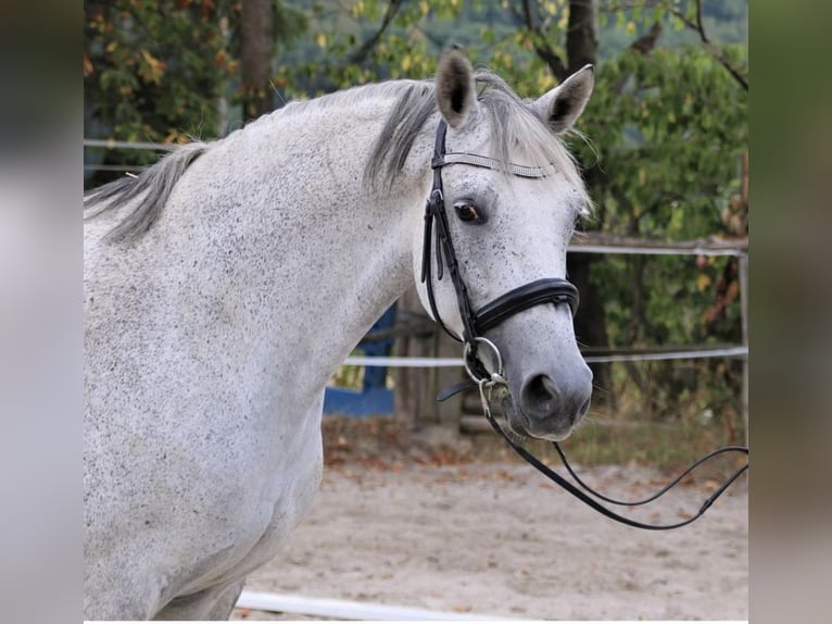 Trakehner Mare 14 years 15,3 hh Gray-Fleabitten in Wildeshausen