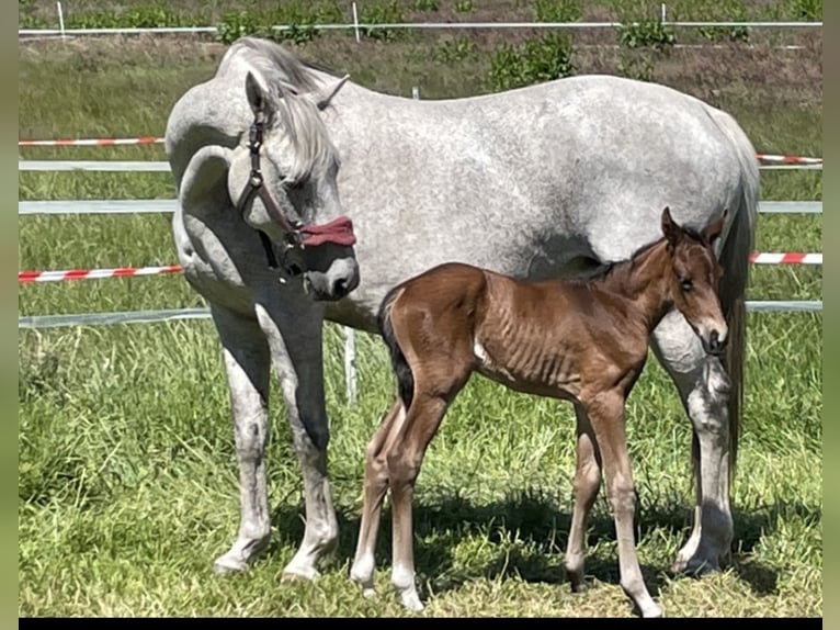 Trakehner Mare 14 years 15,3 hh Gray-Fleabitten in Wildeshausen