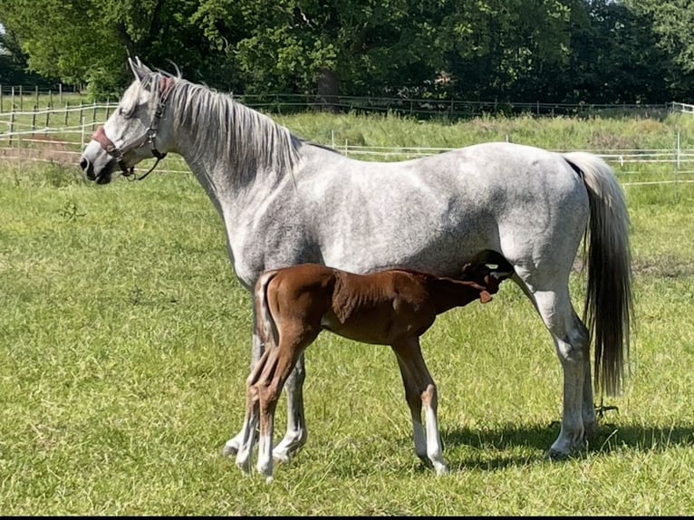 Trakehner Mare 14 years 15,3 hh Gray-Fleabitten in Wildeshausen