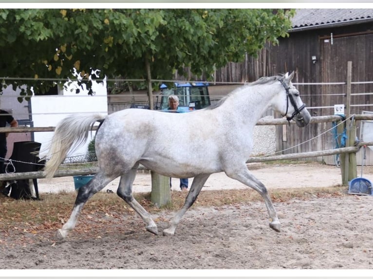 Trakehner Mare 14 years 15,3 hh Gray-Fleabitten in Wildeshausen