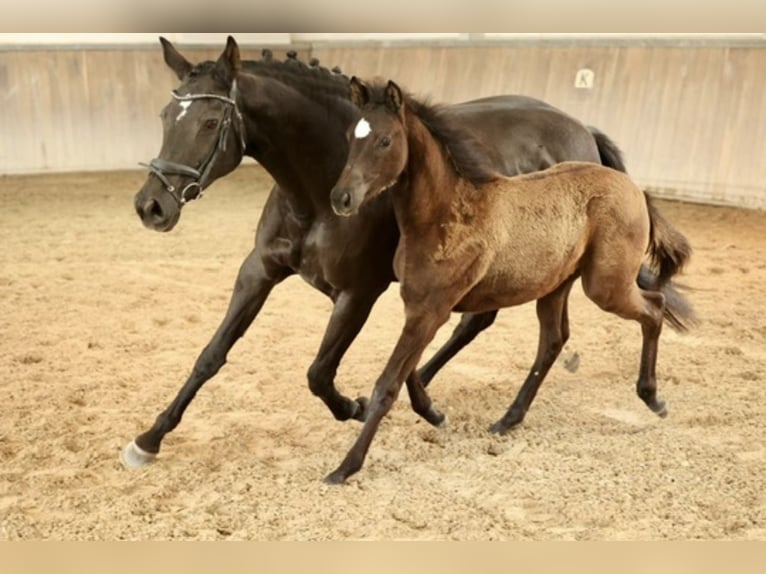 Trakehner Mare 14 years 16.2 hh Black in Mücke