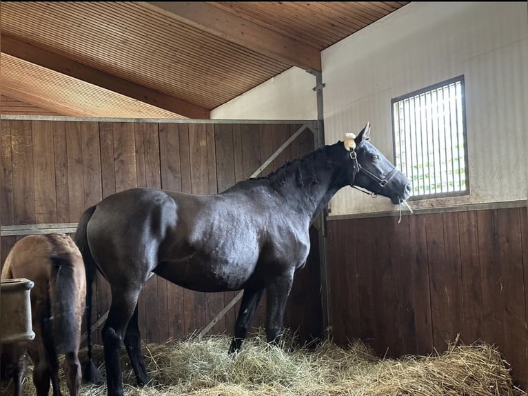 Trakehner Mare 14 years 16.2 hh Black in Mücke