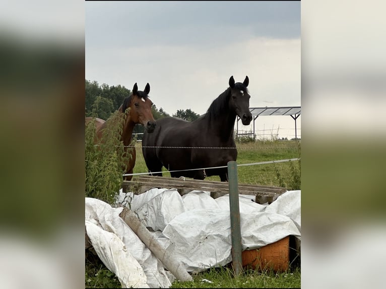 Trakehner Mare 14 years 16.2 hh Black in Mücke