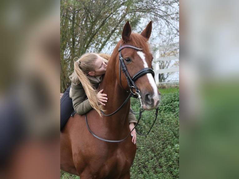 Trakehner Mare 14 years 16,2 hh Chestnut-Red in Gevelsberg