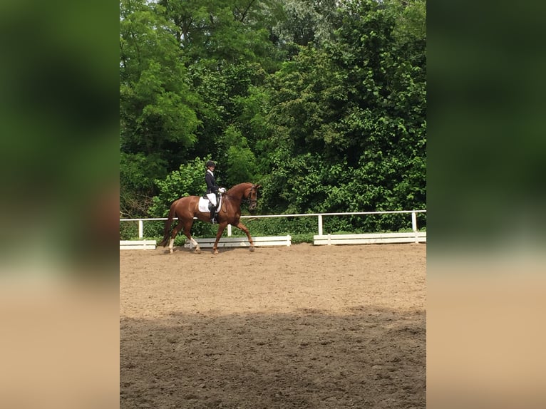 Trakehner Mare 14 years 16,2 hh Chestnut-Red in Gevelsberg