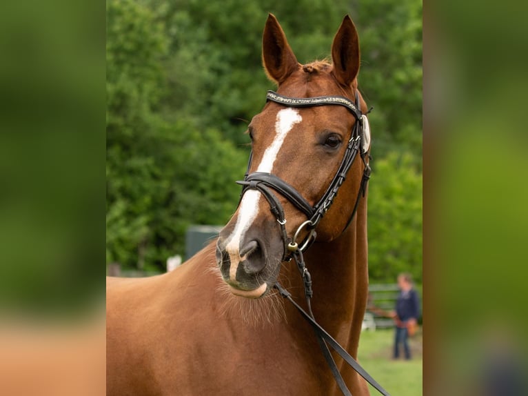 Trakehner Mare 14 years 16,2 hh Chestnut-Red in Gevelsberg