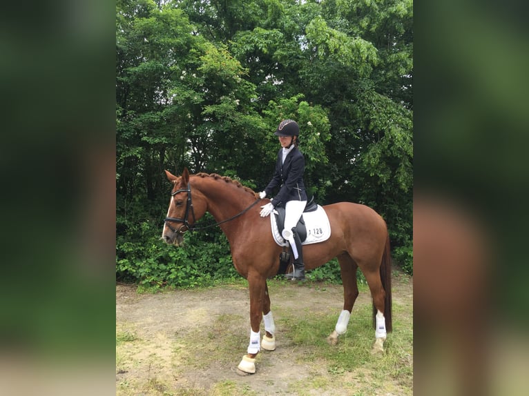 Trakehner Mare 14 years 16,2 hh Chestnut-Red in Gevelsberg