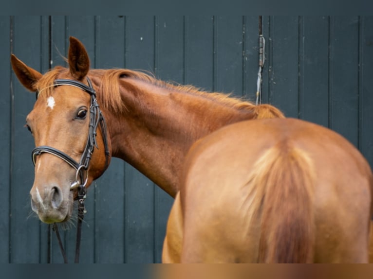 Trakehner Mare 14 years 16 hh Chestnut-Red in Lohmen
