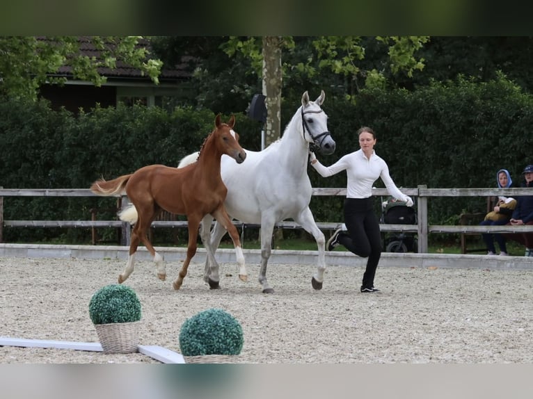Trakehner Mare 14 years 16 hh Grey in Bad Oldesloe
