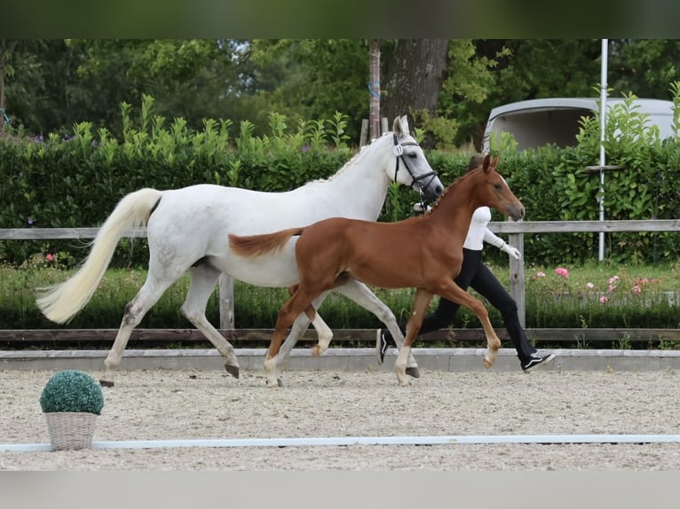 Trakehner Mare 14 years 16 hh Grey in Bad Oldesloe
