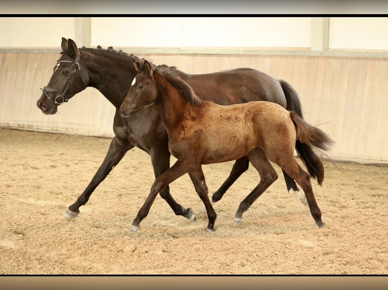 Trakehner Mare 14 years 16,2 hh Black in Mücke