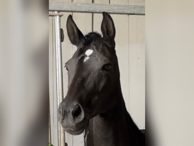 Trakehner Mare 14 years 16,2 hh Black in Mücke