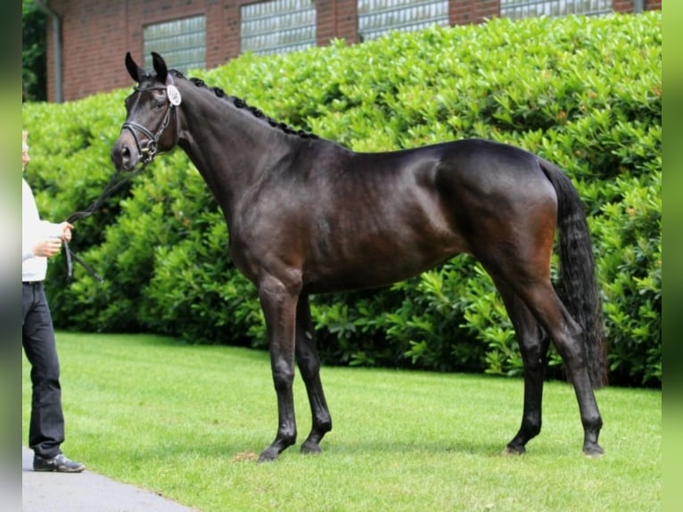 Trakehner Mare 14 years 16,2 hh Smoky-Black in Bad Zwischenahn