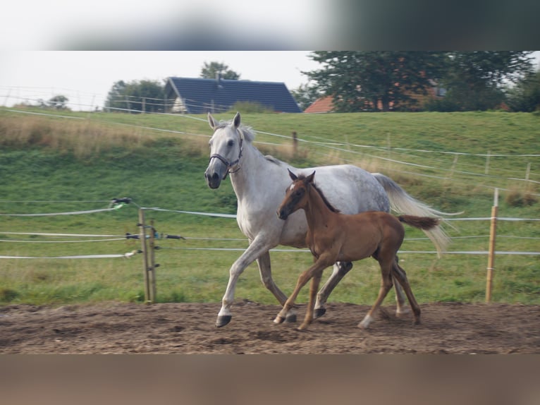 Trakehner Mare 14 years Grey in Klein Wittensee