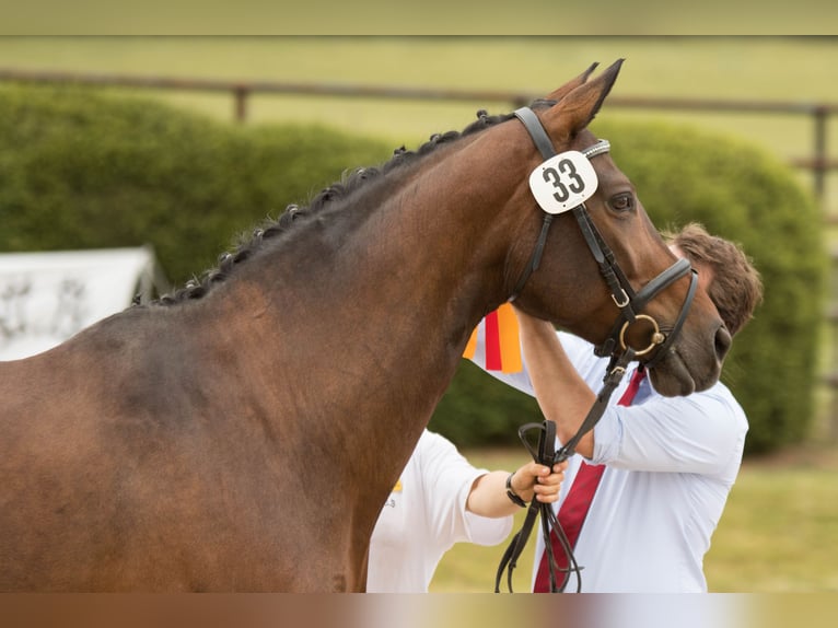 Trakehner Mare 15 years 16,1 hh Brown in Wolfhagen