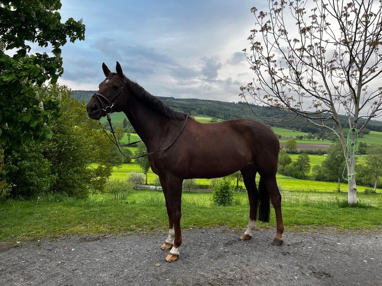Trakehner Mare 15 years 16.1 hh Chestnut-Red in Schmallenberg