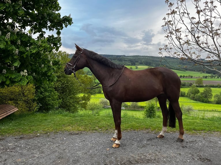Trakehner Mare 15 years 16.1 hh Chestnut-Red in Schmallenberg