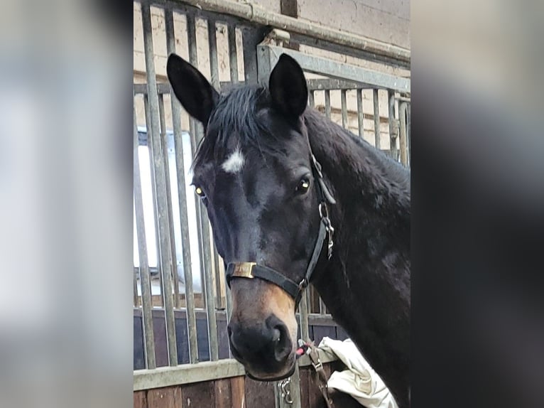 Trakehner Mare 15 years 16 hh Bay-Dark in Münster