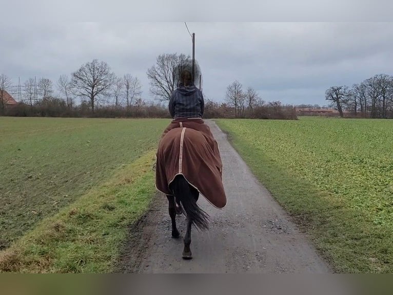 Trakehner Mare 15 years 16 hh Bay-Dark in Münster