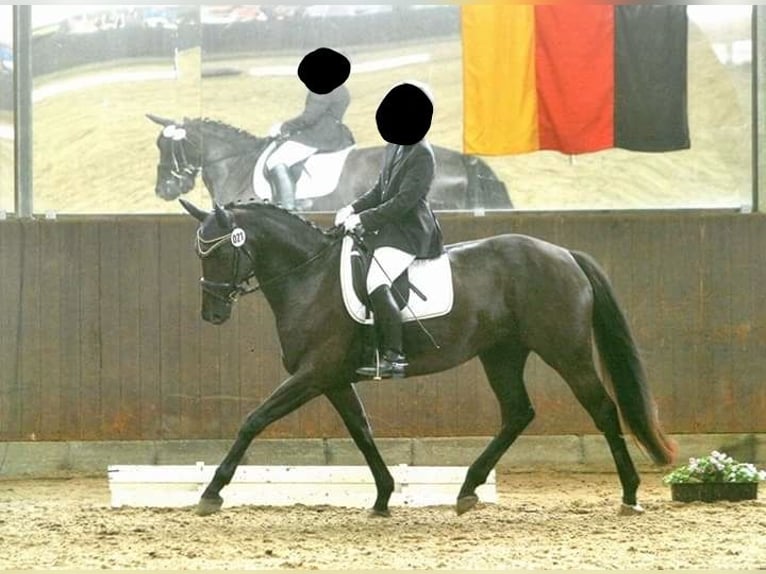Trakehner Mare 15 years 16 hh Black in Lehrte