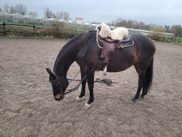 Trakehner Mare 15 years 16 hh Brown in Münster